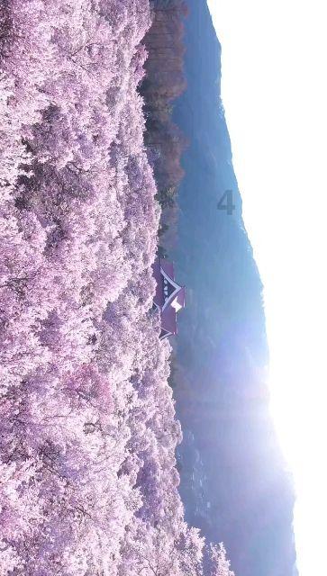 江心屿即将焕新归来 各类业态开始招商